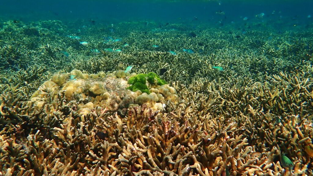 conservation & service-learning in Thailand