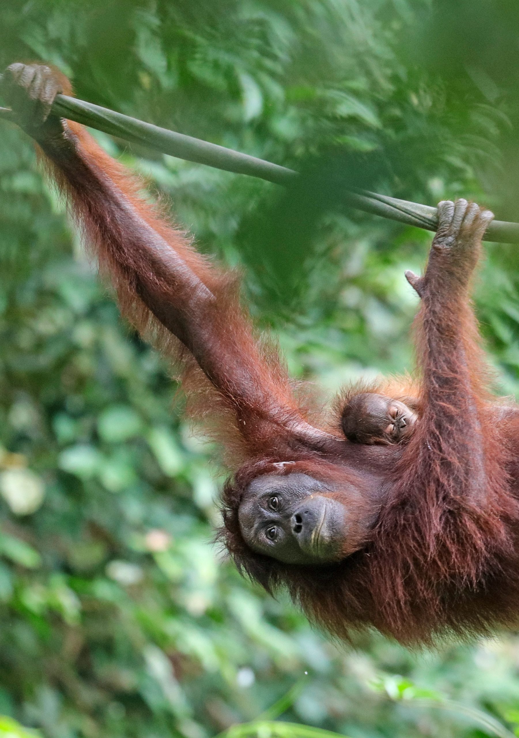 Wildlife conservation in Borneo