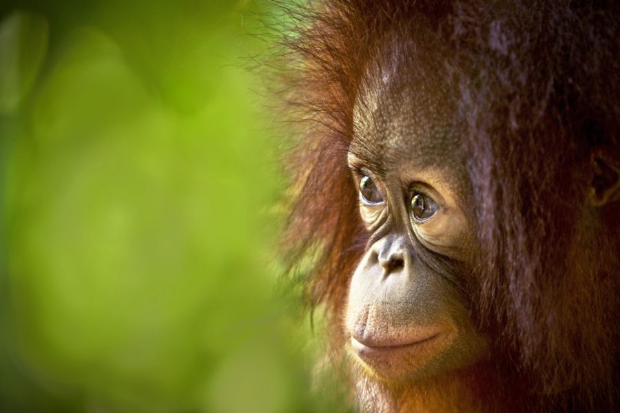 Wildlife conservation in Borneo